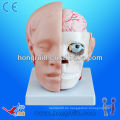 ISO Anatomisches Schädelmodell, Kopfmodell mit Gesicht und Gehirn